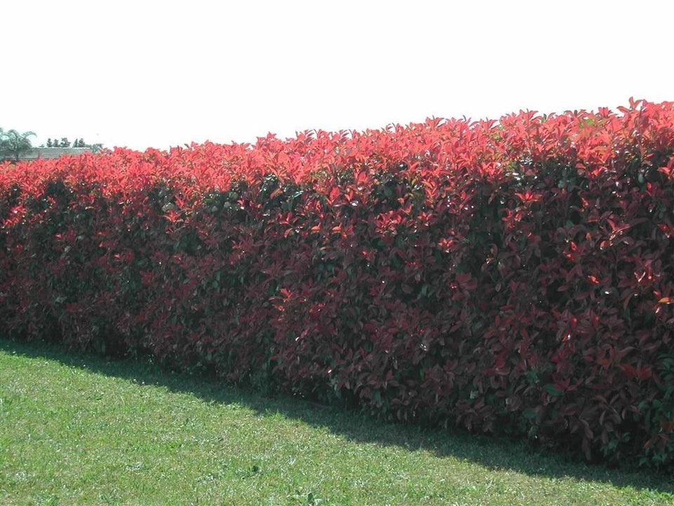 100 Red Robin Hedging Photinia Evergreen Plants Fast Growing 25-40cm Potted