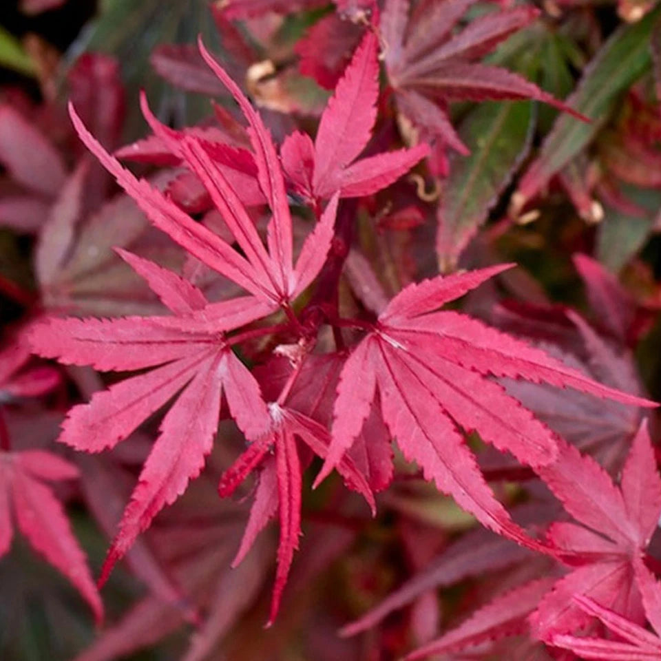 Acer palmatum Shaina - Japanese Maple | Large Outdoor Garden Ready Tree in Pot