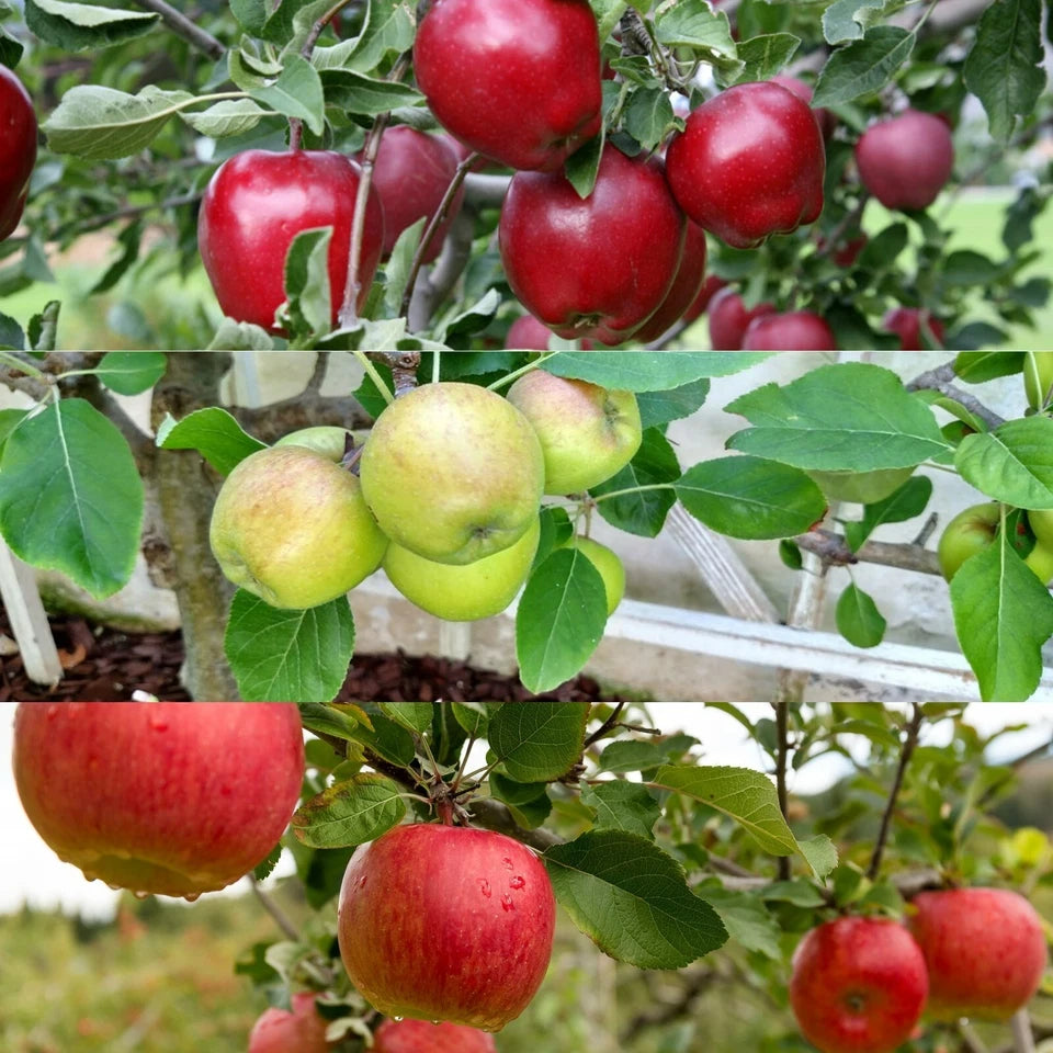 Patio Apple Tree - Mixed Varieties - Patio Fruit Tree 2-4ft in 5 Litre Pot