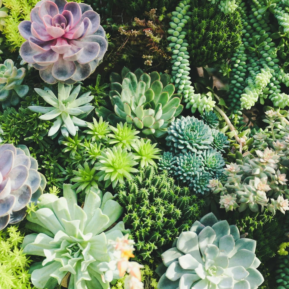 10 Mixed Indoor Plants - 5 Succulents & 5 Cactus Mini Houseplants in 5.5cm Pots