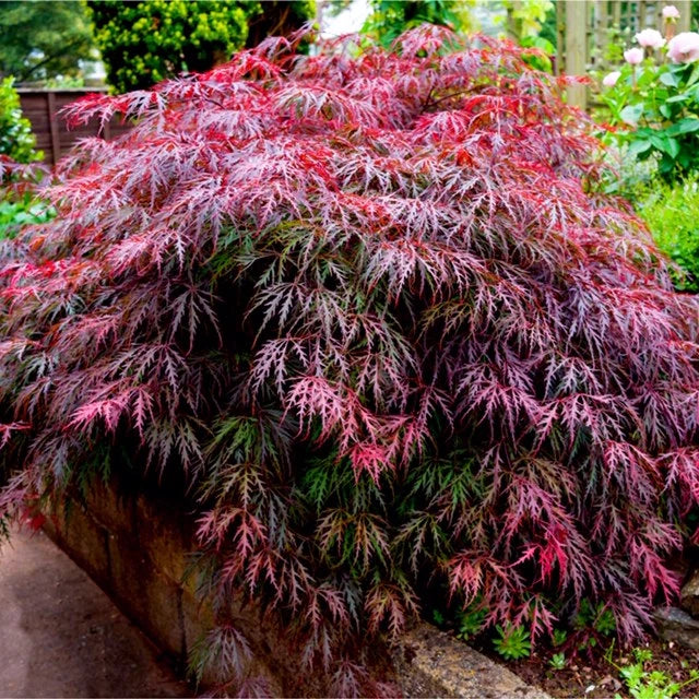 3 x Acer Plant Collection - 11cm Pots - Vars Atropurpureum - Orange Dream
