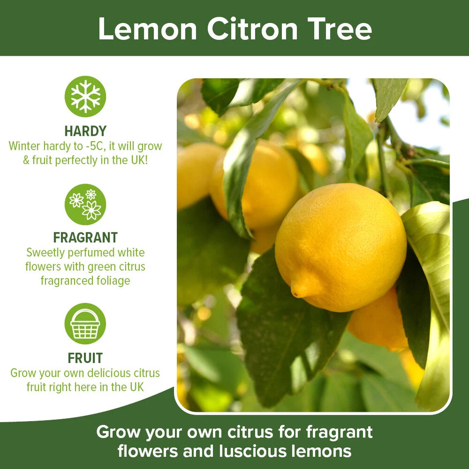 Citrus Fruit Tree, Lemon Citron, Fragrant Evergreen, 7?9cm Pot, Grow Your Own