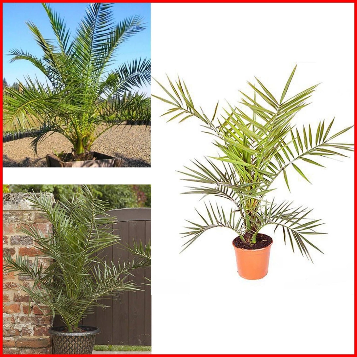 Hardy Phoenix palm 55-75cm in 14cm pot Single