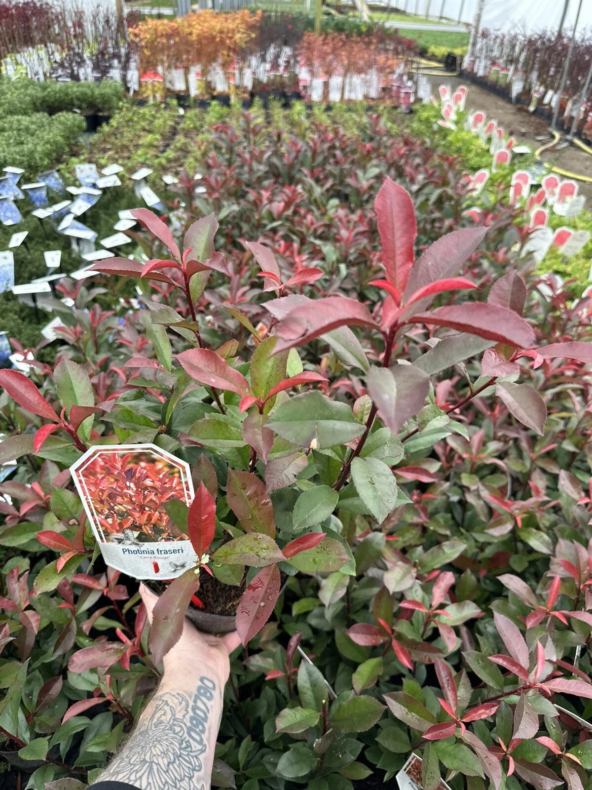 10x Photinia x fraseri Carre Rouge - Hedging - 40-60cm - 3 Litre Pot - Plant