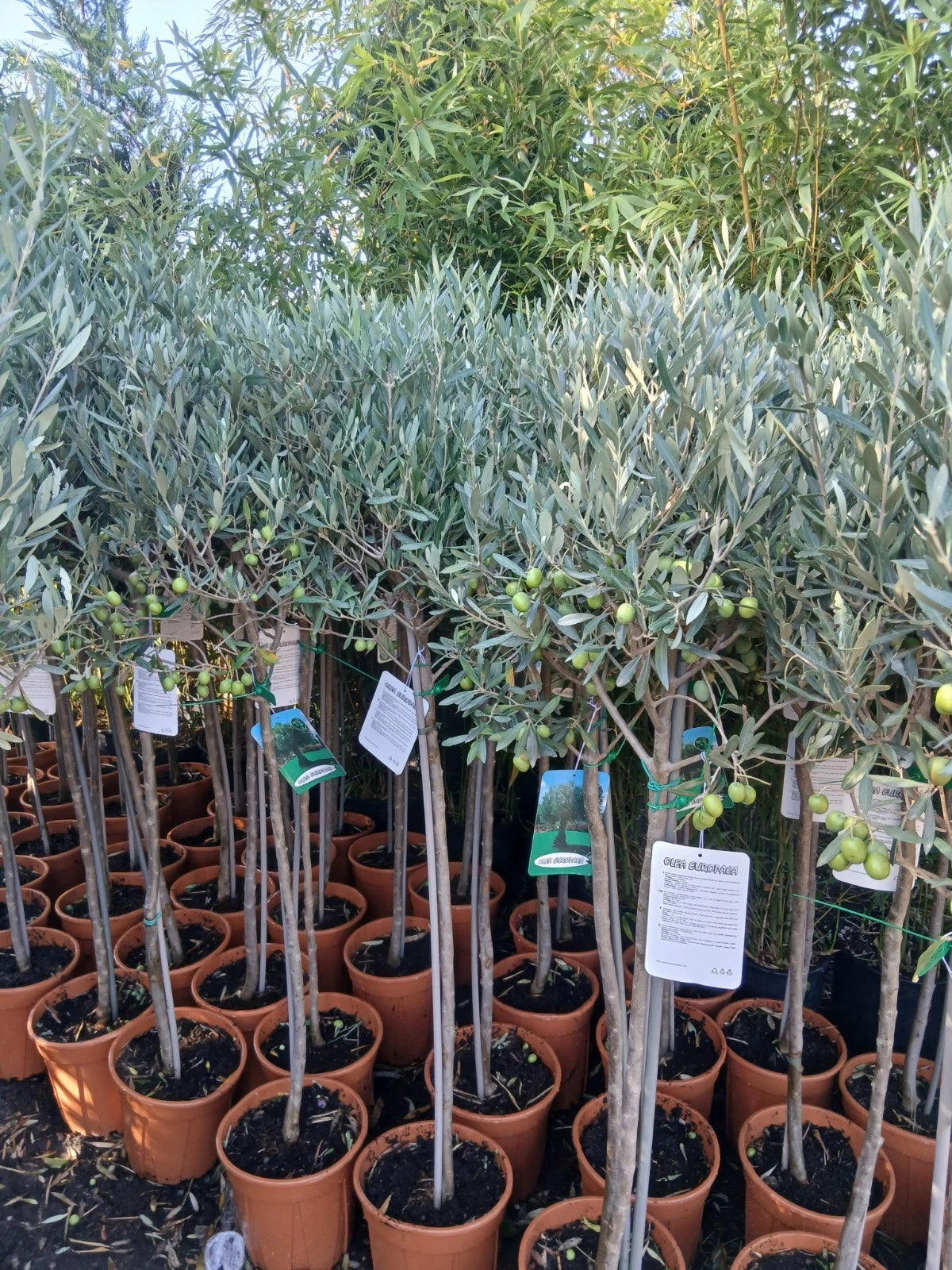 Olive Tree Large Approx 160cm Tall 25L UK Hardy Evergreen Patio Plant Healthy