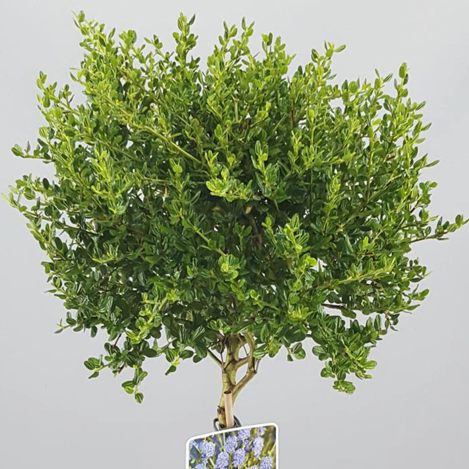 Ceanothus Victoria Tree / potted California Wild lilac trees 70_80cm