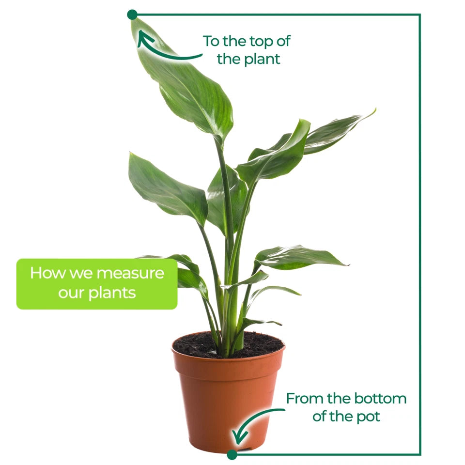 Strelitzia Nicolai Large Indoor House Plant Real Evergreen Tall Exotic Plants