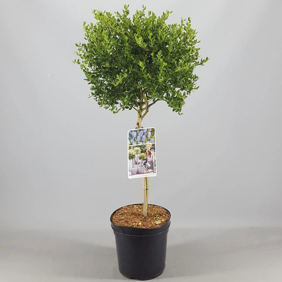 Ceanothus Victoria Tree / potted California Wild lilac trees 70_80cm