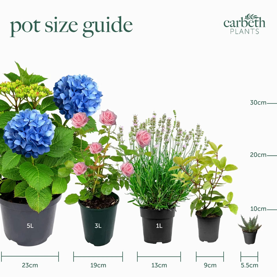 10 Mixed Indoor Plants - 5 Succulents & 5 Cactus Mini Houseplants in 5.5cm Pots
