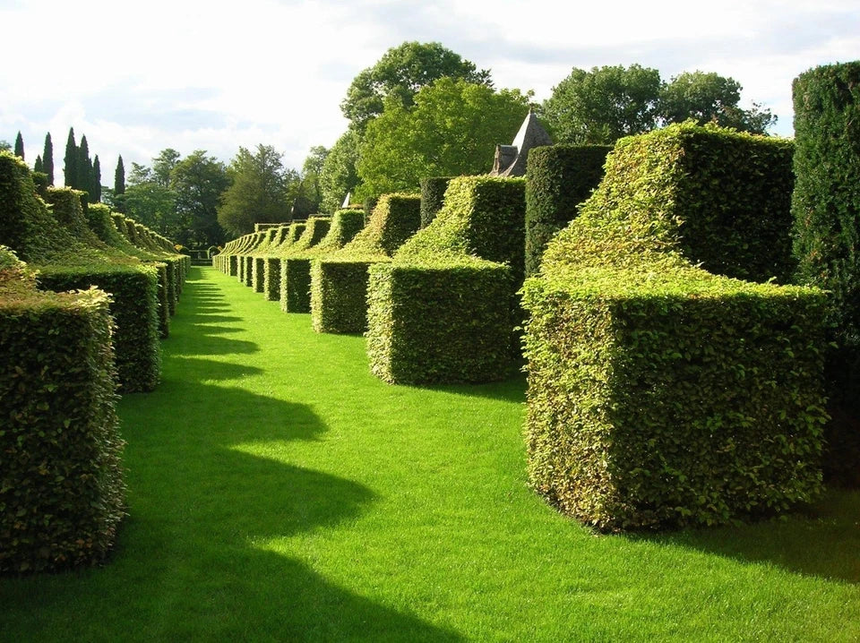 1-2ft Hornbeam native semi evergreen hedge plants bare root hedging good for damp soil