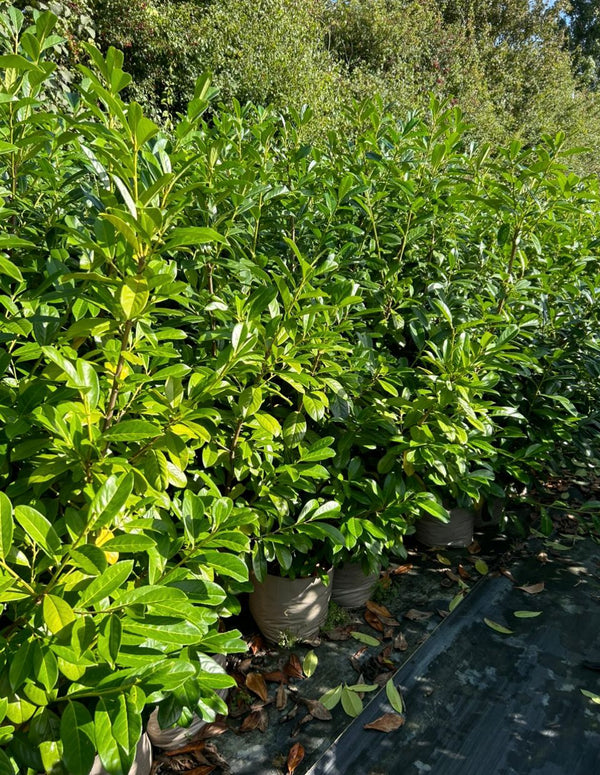 10x 6-7ft INSTANT Hedge Cherry Laurel Healthy Established Evergreen