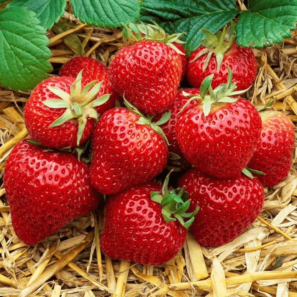 Strawberry Honeoye Fruit Plants - Hardy Garden Bushes in 9cm Pots