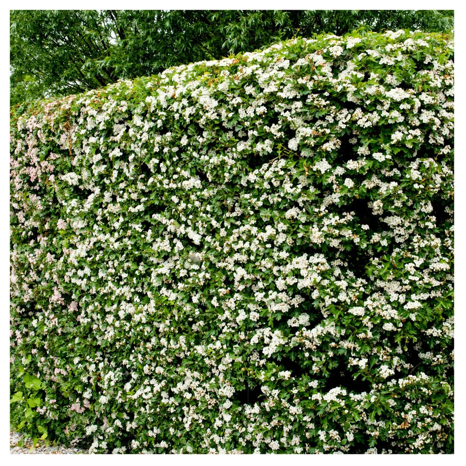 10x Hawthorn Hedging Plants, Wildlife Friendly 2-3ft In 1L Pot, Hawthorne Hedges