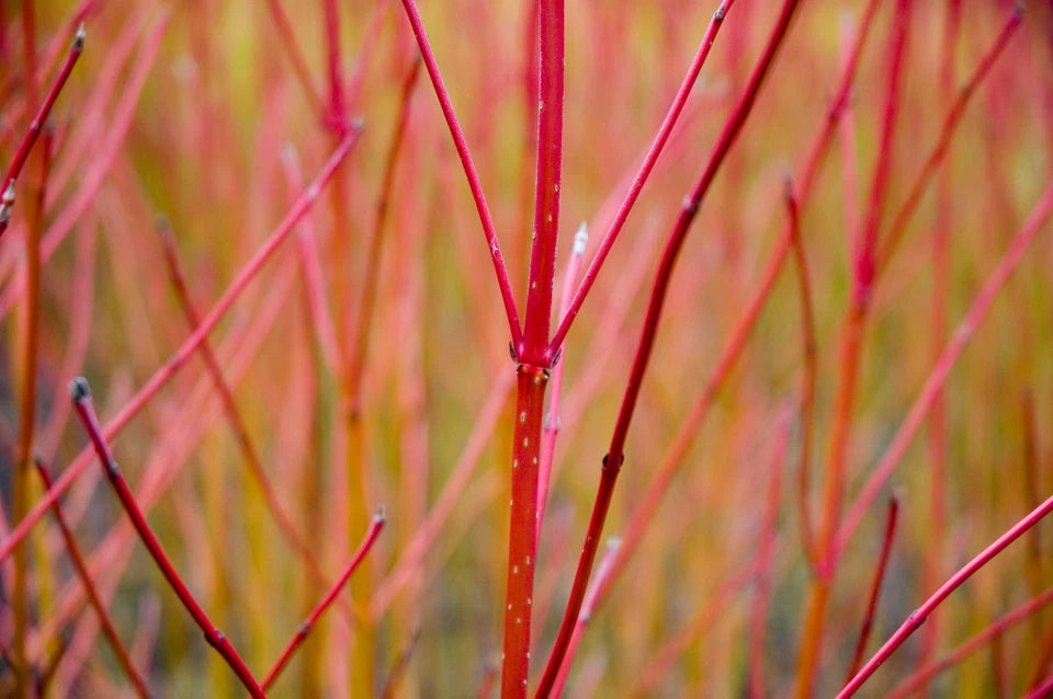 10 Red Dogwood 2-3ft Hedging Plants, Beautiful Red Bark Cornus Alba Sibirica