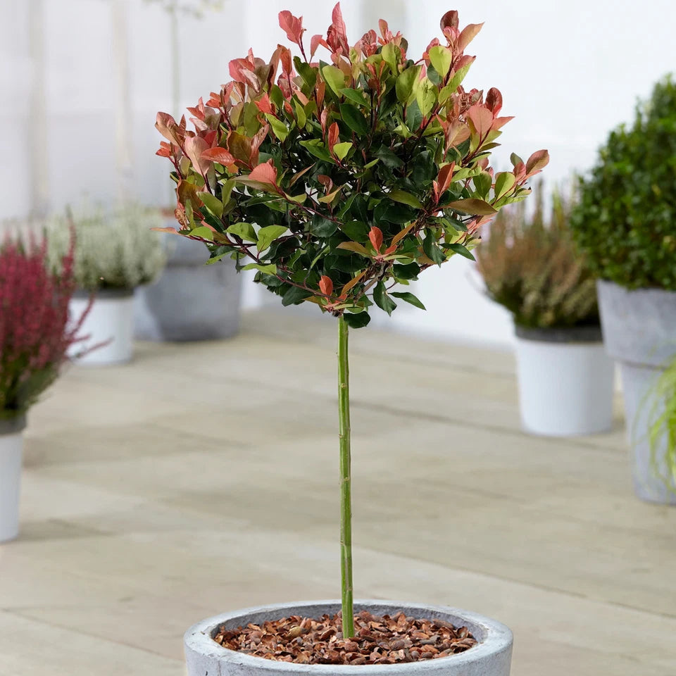 Photinia 'Little Red Robin' Standard Tree 70-80cm
