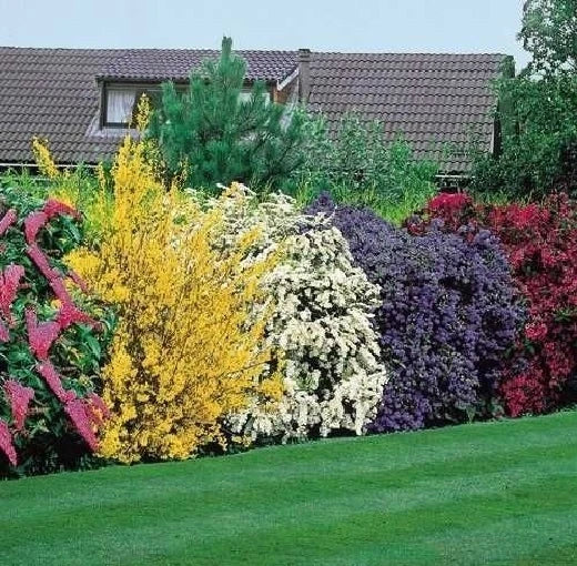 5X MIXED ESTABLISHED GARDEN SHRUBS - HIGH QUALITY POTTED HARDY GARDEN PLANTS