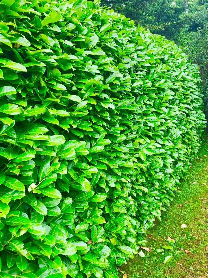 10 Cherry Laurel Hedging Evergreen Plant Fast Growth 3-4ft Large 5 Litre Pots