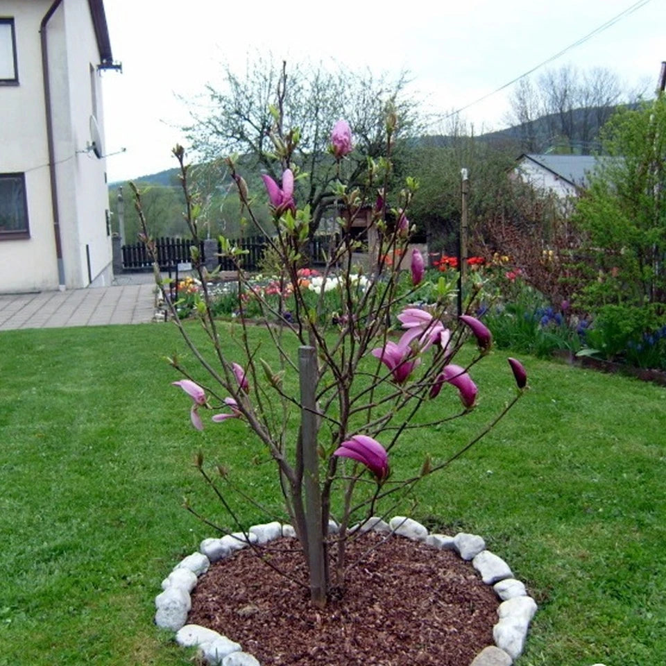 Pair Of Magnolia Betty Deciduous Hardy Garden Shrub Fuchsia Pink Flowers in 9cm Pot