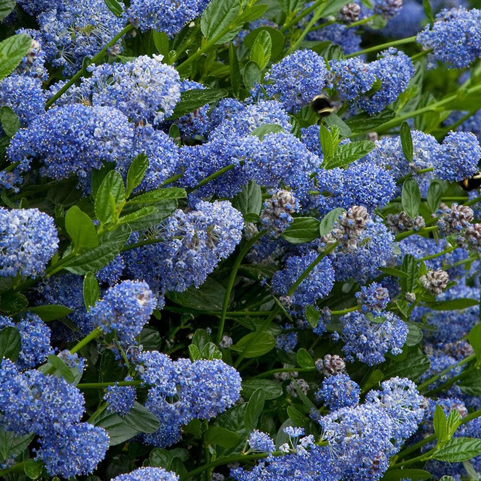 Ceanothus Victoria Tree / potted California Wild lilac trees 70_80cm