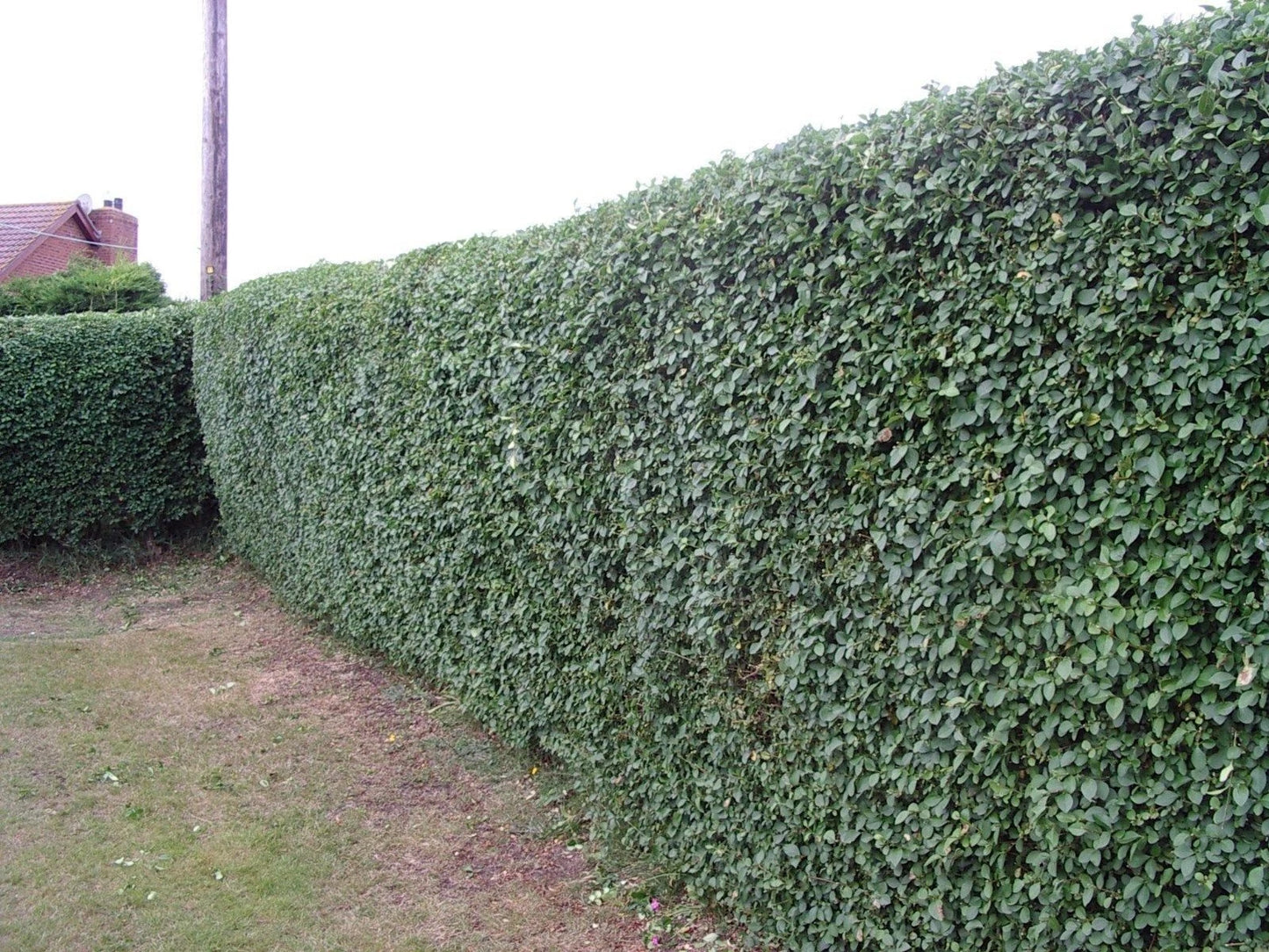 100 Green Privet Plants 3-4ft Tall, Evergreen Hedging, Grow a Quick, Dense Hedge
