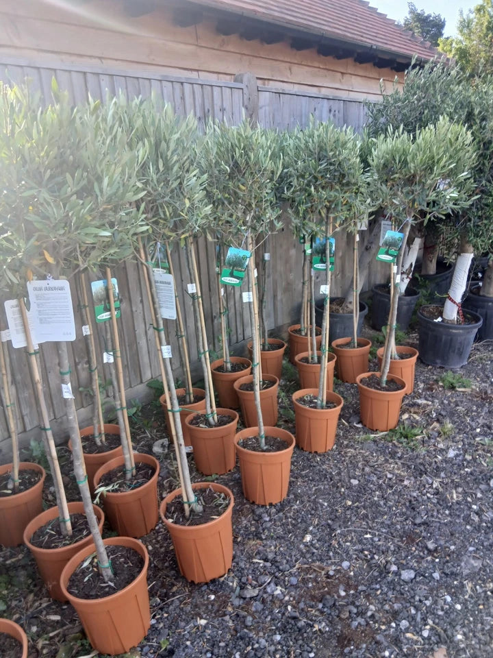 A pair of Standard Olive Trees approx.90cm inc.pot