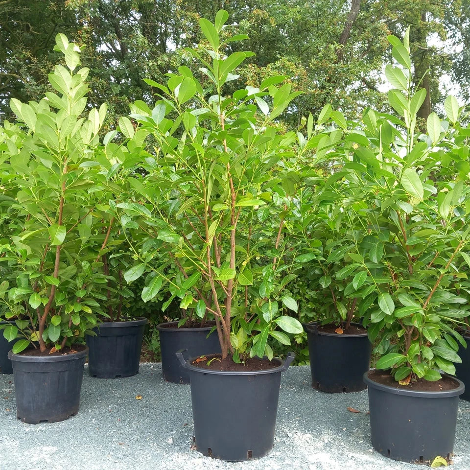 Laurel hedging plant(s) 20/30l pot 180-200cm height