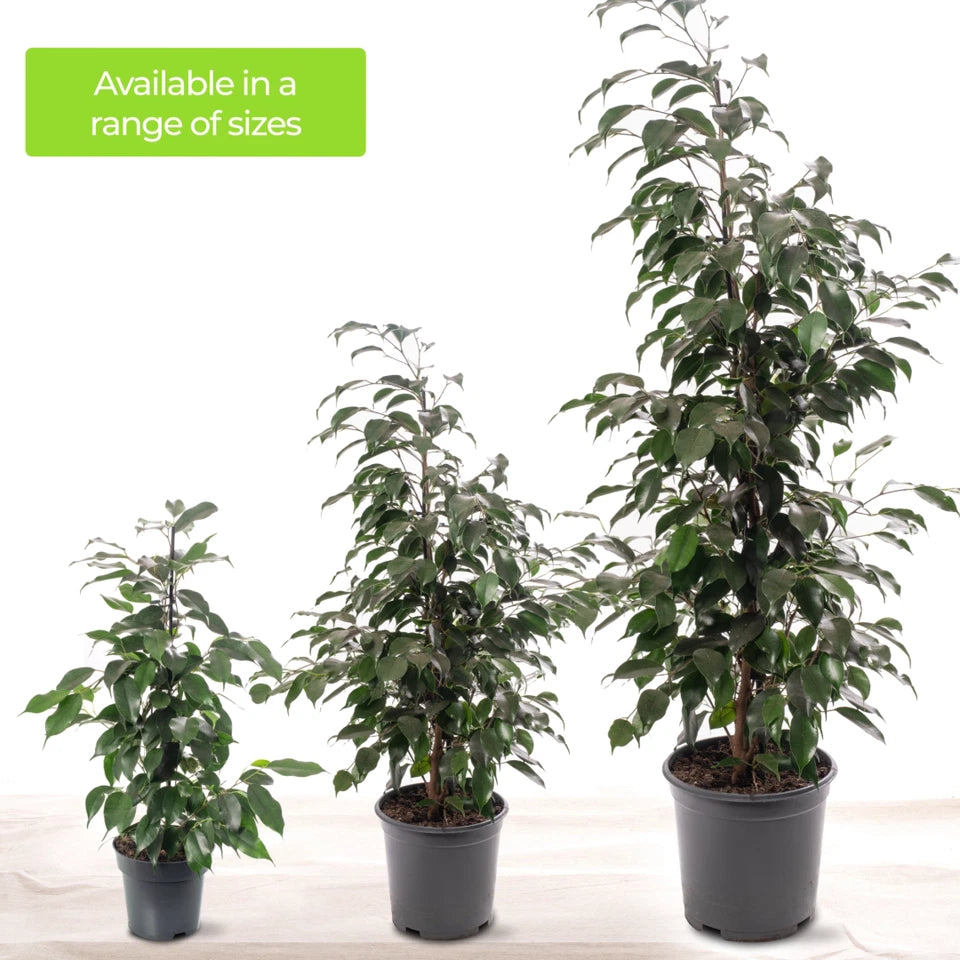 Weeping Fig Large Indoor House Plant Real Ficus Danielle Evergreen Tall Plants