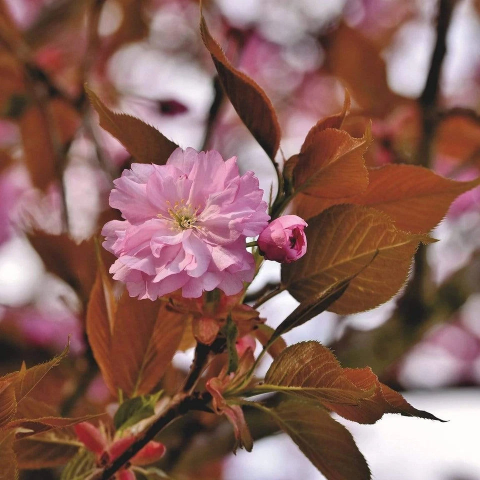 Prunus serrulata Kanzan Japanese Cherry Blossom Tree Ornamental Garden plant (4-5ft,9L Pot)