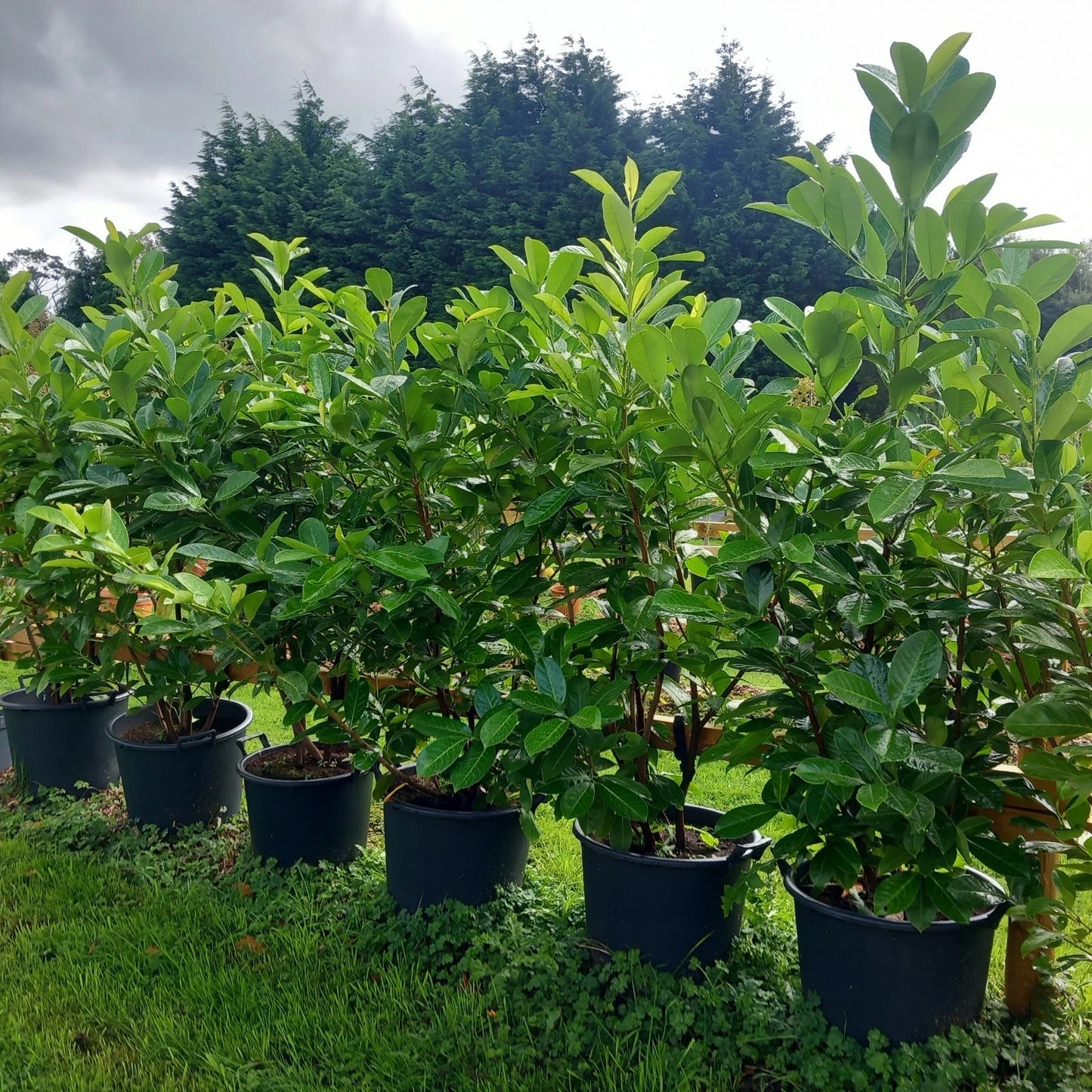 Laurel hedging plant(s) 20/30l pot 180-200cm height