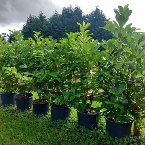 Laurel hedging plant(s) 20/30l pot 180-200cm height