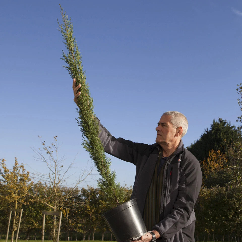 Pair of Italian Cypress Trees 90-120cm Tall, Ornamental Evergreen Shrubs Potted