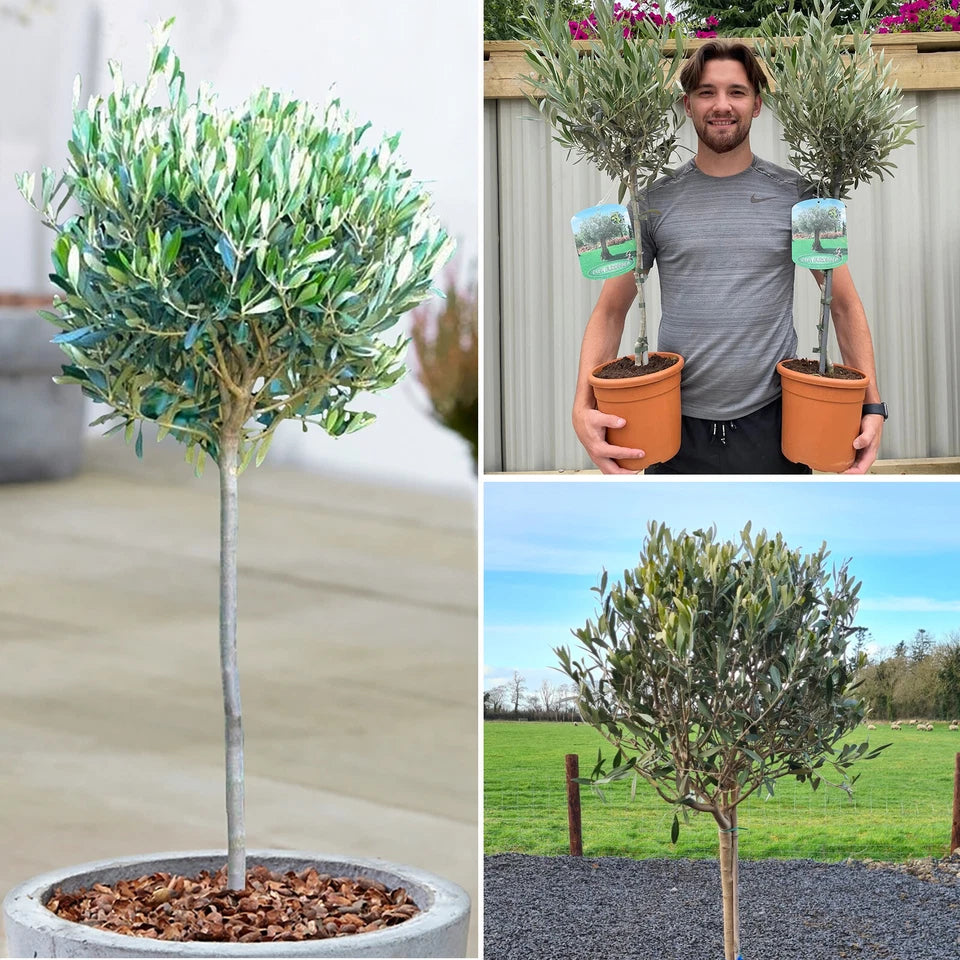 Large Olive Tree Plants x 2 Lollipop Olea Europea Evergreen 4L Pot 110-120cm