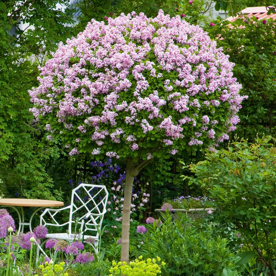 Standard Lilac Trees, Syringa Palibin, Double Flowering, 90-120cm, 3L Pots