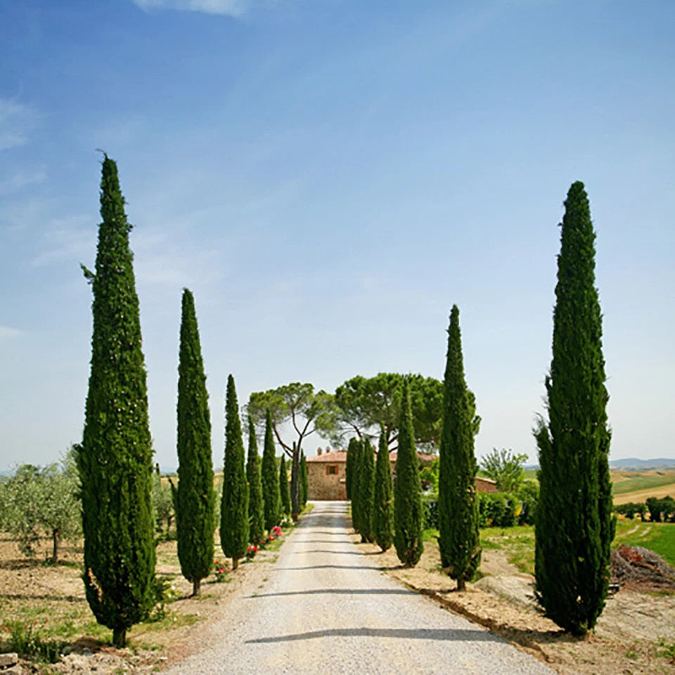 Pair of Italian Cypress Trees 90-120cm Tall, Ornamental Evergreen Shrubs Potted