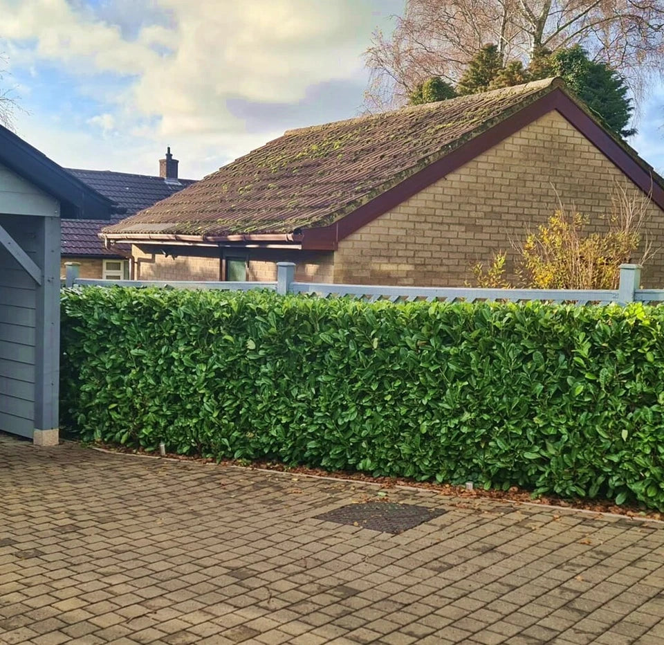25x Laurel Garden Evergreen hedge plants bare root hedging 3-4ft