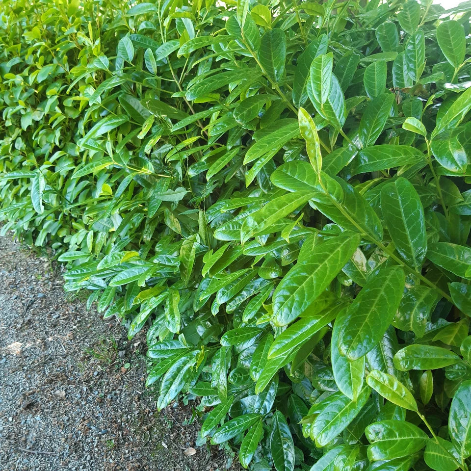 10 Cherry Laurel Hedging Plants 30-50cm Tall Potted