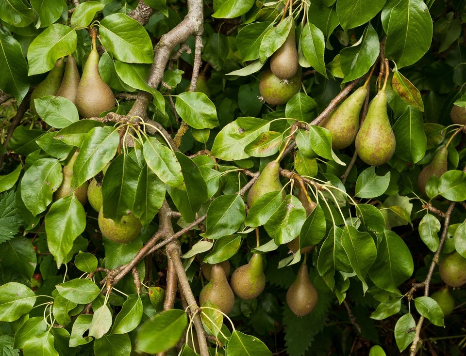 Conference Pear Tree 4-5ft Tall, Self-Fertile & Heavy Cropper, Ready to Fruit