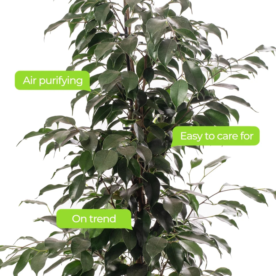 Weeping Fig Large Indoor House Plant Real Ficus Danielle Evergreen Tall Plants