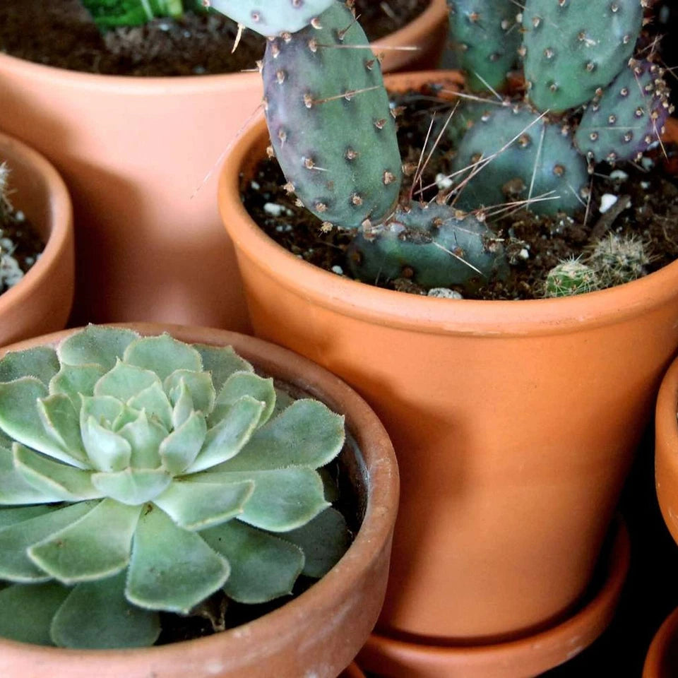 10 Mixed Indoor Plants - 5 Succulents & 5 Cactus Mini Houseplants in 5.5cm Pots
