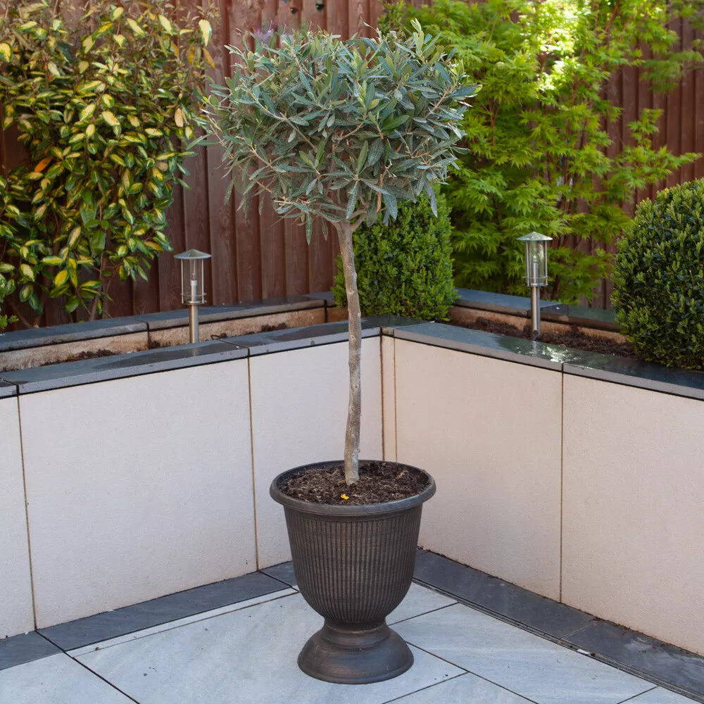 Yougarden Olive Tree Standard 80cm Tall