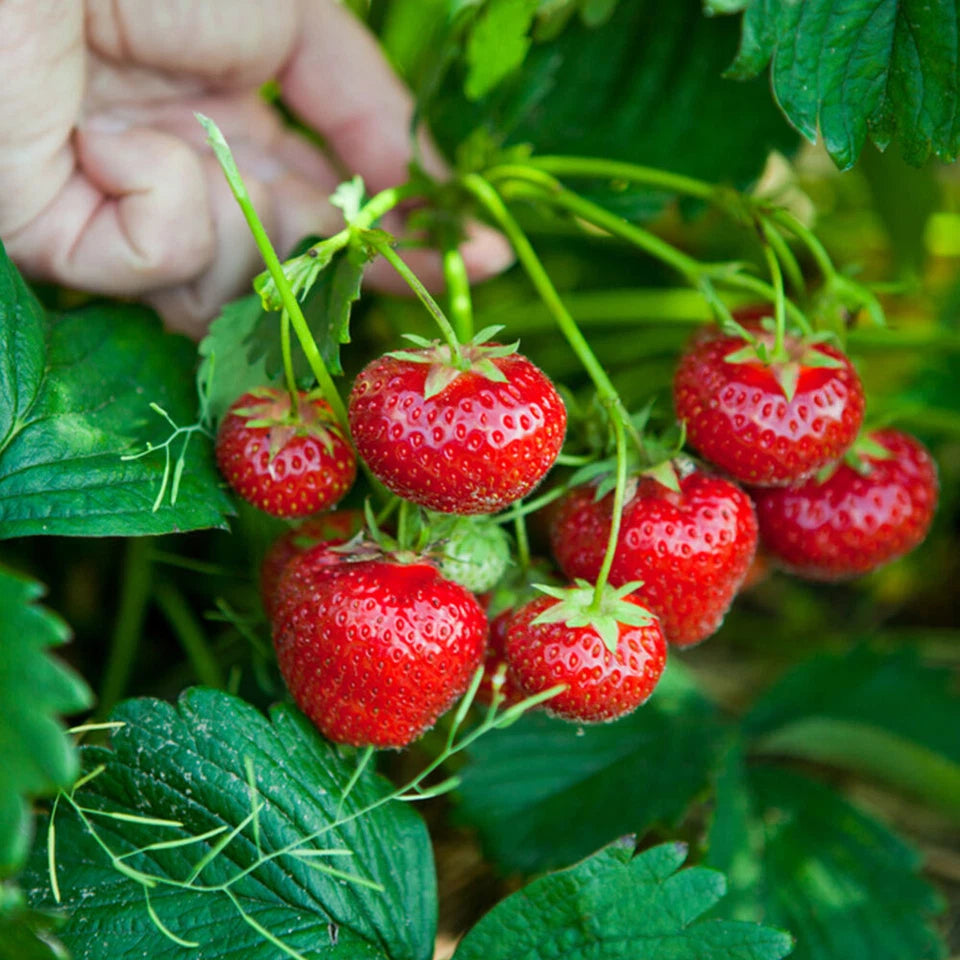 Strawberry Honeoye Fruit Plants - Hardy Garden Bushes in 9cm Pots