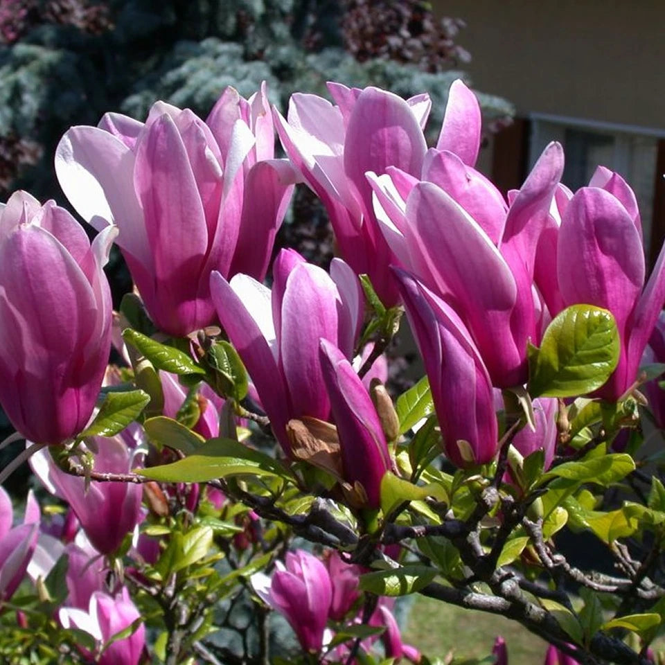 Pair Of Magnolia Betty Deciduous Hardy Garden Shrub Fuchsia Pink Flowers in 9cm Pot