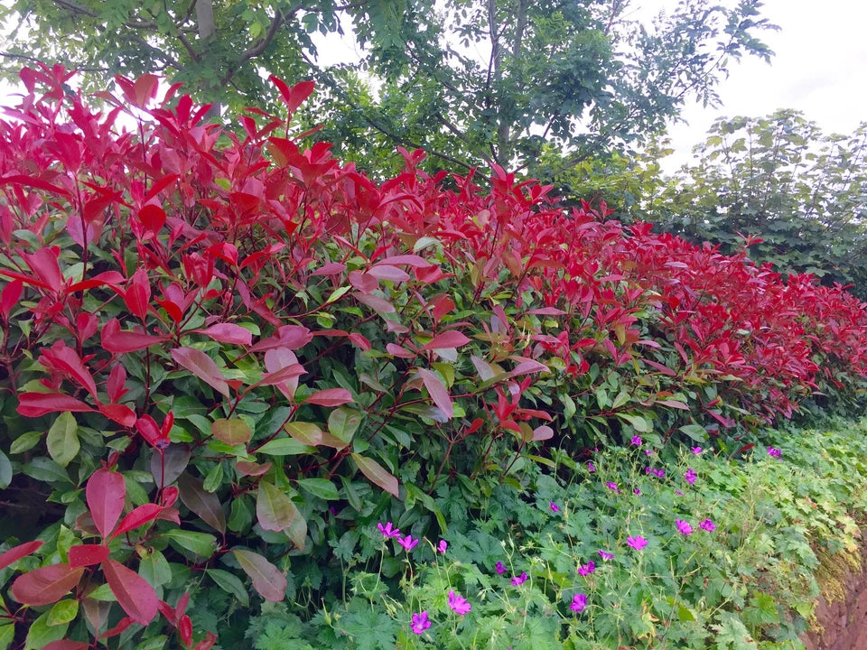 100 Red Robin Hedging Photinia Evergreen Plants Fast Growing 25-40cm Potted