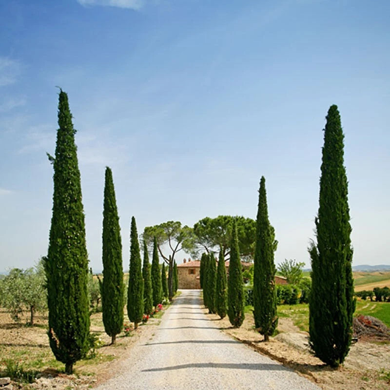 Pair of Italian Cypress Trees Ornamental Ever- green Shrubs, 2 sizes