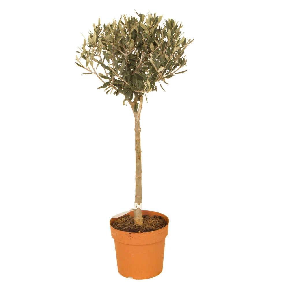 Yougarden Olive Tree Standard 80cm Tall