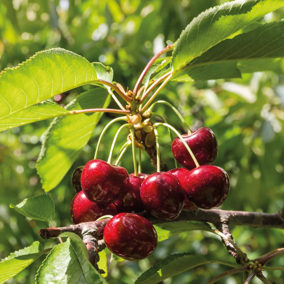 Patio Fruit Tree Plants Garden Collection 5 Different Varieties 5 x 9cm Pots