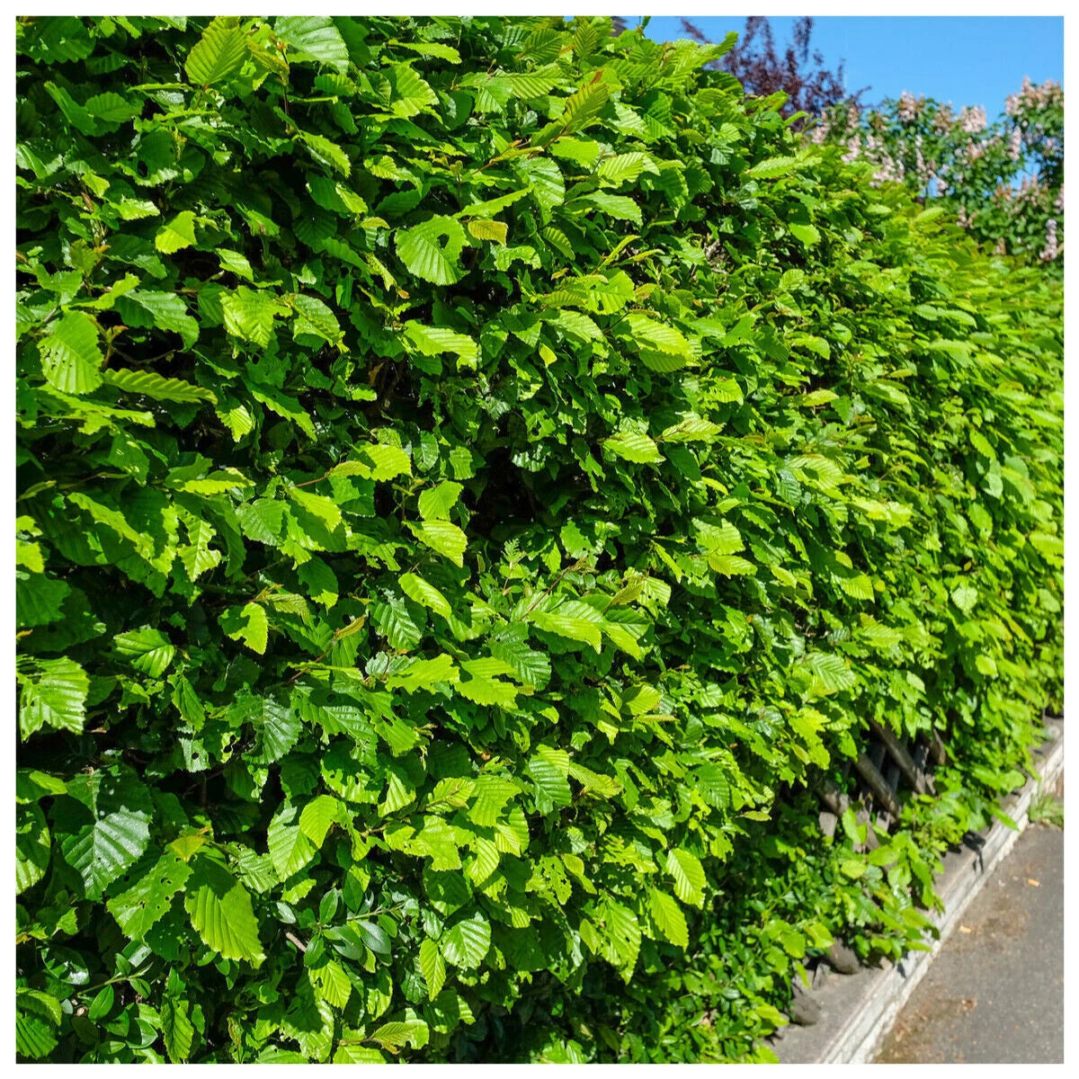 1-2ft Hornbeam native semi evergreen hedge plants bare root hedging good for damp soil