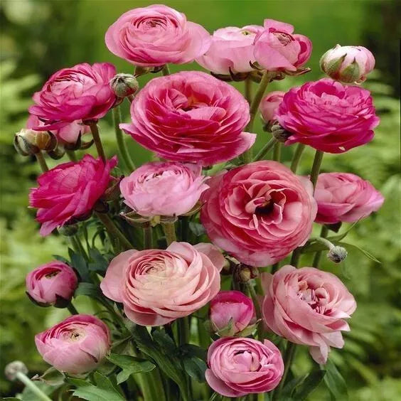 20 Ranunculus Asiaticus PINK Summer Flowering Bulbs Persian Buttercup Corms