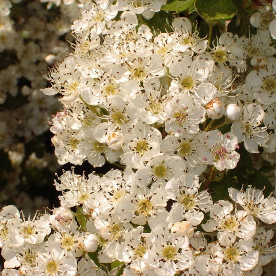 10x Hawthorn Hedging Plants, Wildlife Friendly 2-3ft In 1L Pot, Hawthorne Hedges