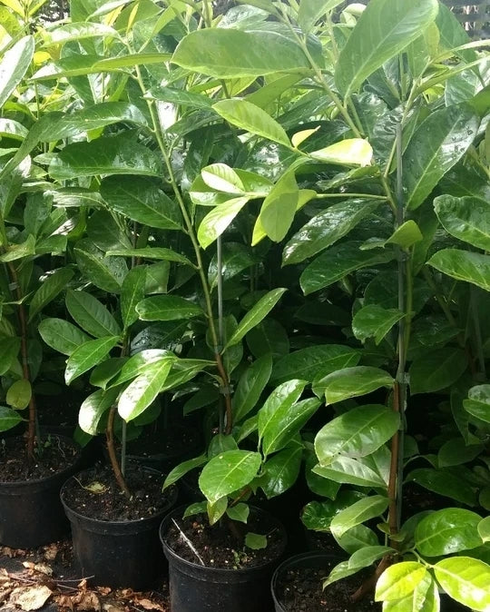 30 Cherry Laurel Evergreen Hedging Plants Fast Growing Shrub 45-60cm Potted